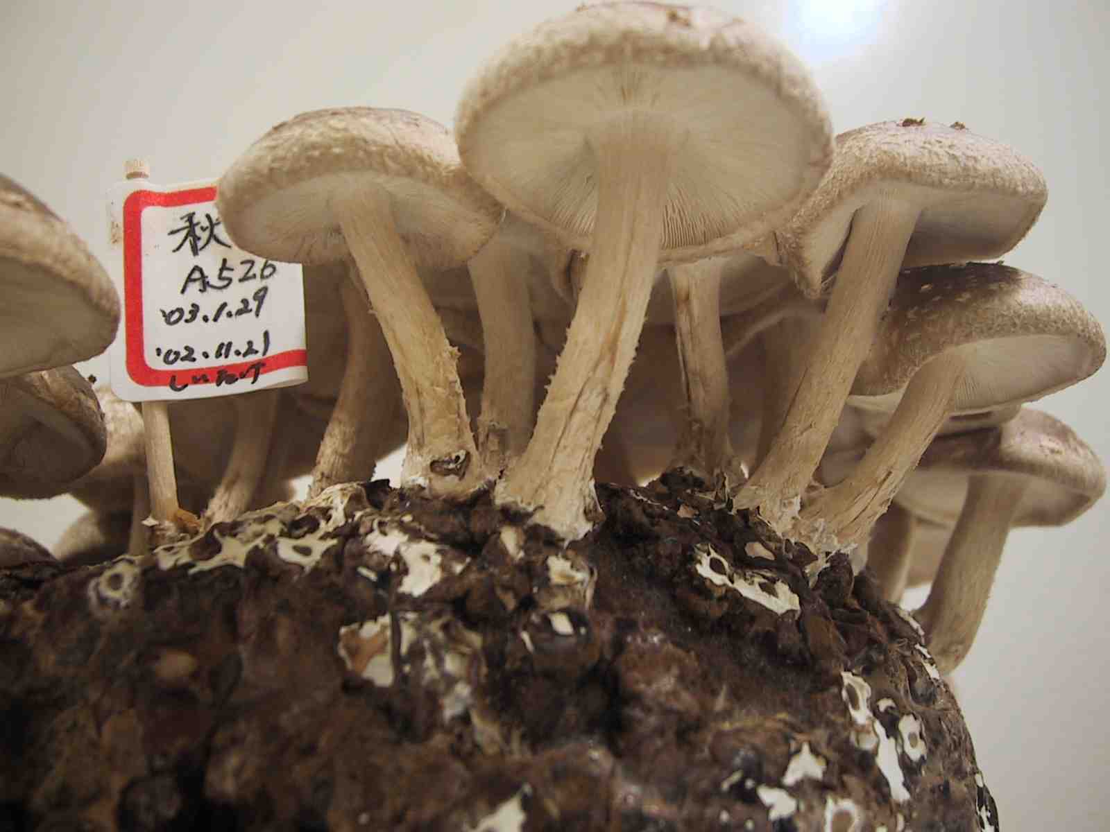 Japanease Shiitake Varieties's IGS1s 2